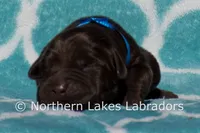 Simon, a male Labrador Retriever for sale in Bowersville, GA – Photo 4 of 5