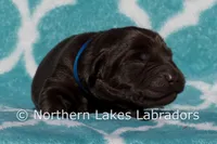 Simon, a male Labrador Retriever for sale in Bowersville, GA – Photo 2 of 5