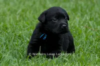 Ethan, a male Labrador Retriever for sale in Bowersville, GA – 5 of 5