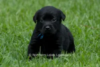 Ethan, a male Labrador Retriever for sale in Bowersville, GA – 3 of 5