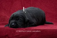 Noah, a male Labrador Retriever for sale in Bowersville, GA – 5 of 5