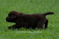 Ezra, a male Labrador Retriever for sale in Bowersville, GA – 7 of 7