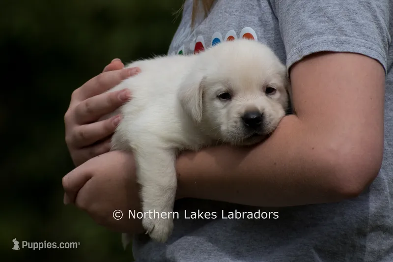 Mateo – Labrador Retriever puppy for sale in Bowersville, GA