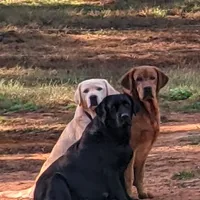 All Colors, a male Labrador Retriever for sale in Bowersville, GA – Photo 3 of 3