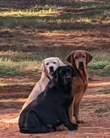 All Colors, a male Labrador Retriever for sale in Bowersville, GA – Photo 3 of 3