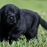 All Colors, a male Labrador Retriever for sale in Bowersville, GA – Photo 2 of 3