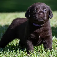 All Colors, a male Labrador Retriever for sale in Bowersville, GA – Photo 1 of 3