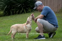 Vienna, a female Labrador Retriever for sale in Bowersville, GA – 2 of 9