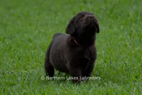 Ezra, a male Labrador Retriever for sale in Bowersville, GA – 4 of 7
