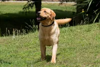 Phineas, a male Labrador Retriever for sale in Bowersville, GA – 2 of 5