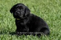 Pearl, a female Labrador Retriever for sale in Bowersville, GA – 2 of 6