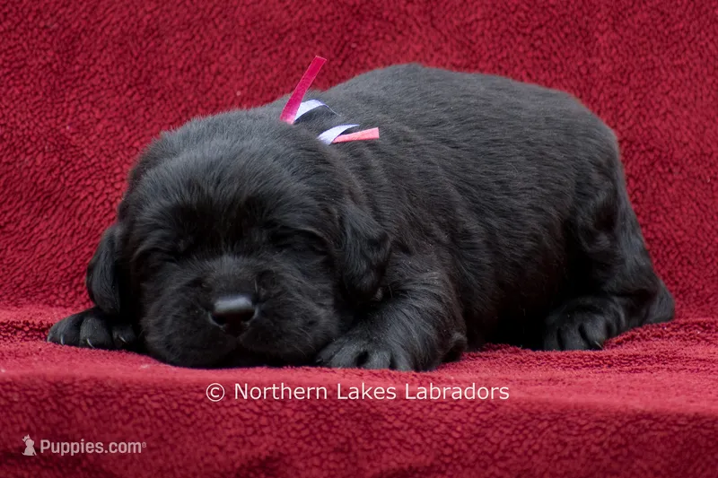 Nelson – Labrador Retriever puppy for sale in Bowersville, GA