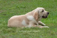 Vienna, a female Labrador Retriever for sale in Bowersville, GA – 3 of 9