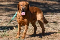 Chili, a male Labrador Retriever for sale in Bowersville, GA – 7 of 9
