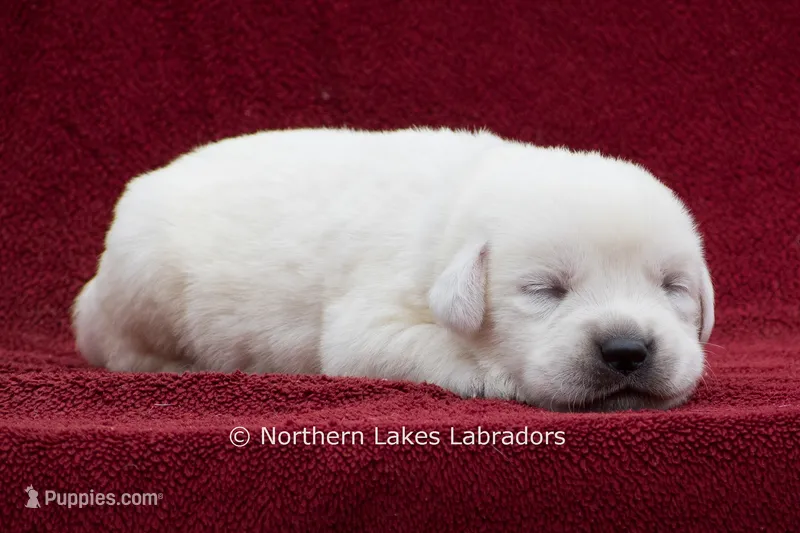 Milo – Labrador Retriever puppy for sale in Bowersville, GA