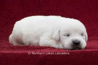 Milo, a male Labrador Retriever for sale in Bowersville, GA – 1 of 3