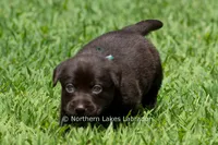 Ember, a female Labrador Retriever for sale in Bowersville, GA – 4 of 5