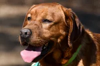 Chili, a male Labrador Retriever for sale in Bowersville, GA – 4 of 9