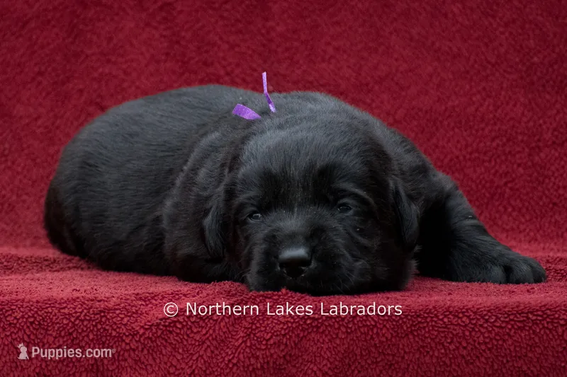 Navy – Labrador Retriever puppy for sale in Bowersville, GA