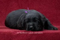Navy, a female Labrador Retriever for sale in Bowersville, GA – 1 of 4
