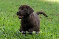 Emmie, a female Labrador Retriever for sale in Bowersville, GA – 3 of 9