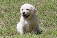 Keira, a female Labrador Retriever for sale in Bowersville, GA – Photo 4 of 9