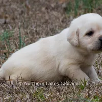 Keira, a female Labrador Retriever for sale in Bowersville, GA – Photo 8 of 9