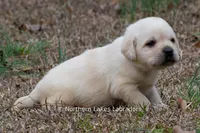Keira, a female Labrador Retriever for sale in Bowersville, GA – Photo 4 of 5