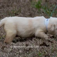 Keira, a female Labrador Retriever for sale in Bowersville, GA – Photo 7 of 9