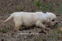 Keira, a female Labrador Retriever for sale in Bowersville, GA – Photo 3 of 5