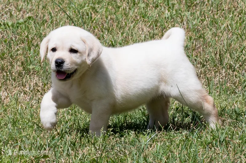 Keira – Labrador Retriever puppy for sale in Bowersville, GA