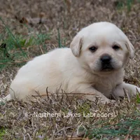 Keira, a female Labrador Retriever for sale in Bowersville, GA – Photo 9 of 9