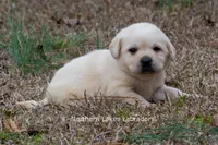 Keira, a female Labrador Retriever for sale in Bowersville, GA – Photo 5 of 5