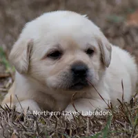 Keira, a female Labrador Retriever for sale in Bowersville, GA – Photo 5 of 9