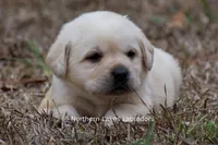 Keira, a female Labrador Retriever for sale in Bowersville, GA – Photo 1 of 5