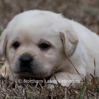 Keira, a female Labrador Retriever for sale in Bowersville, GA – Photo 6 of 9