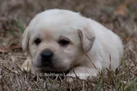 Keira, a female Labrador Retriever for sale in Bowersville, GA – Photo 2 of 5