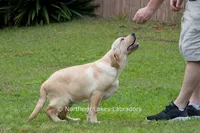 Vienna, a female Labrador Retriever for sale in Bowersville, GA – 5 of 9