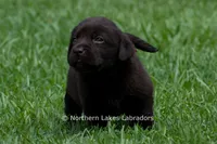 Emmie, a female Labrador Retriever for sale in Bowersville, GA – 2 of 6