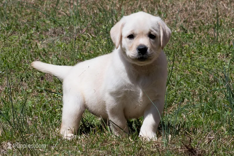 Kenna – Labrador Retriever puppy for sale in Bowersville, GA