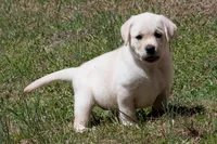 Kenna, a female Labrador Retriever for sale in Bowersville, GA – Photo 3 of 10