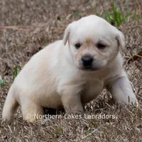 Kenna, a female Labrador Retriever for sale in Bowersville, GA – Photo 6 of 7