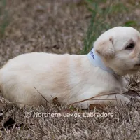 Kenna, a female Labrador Retriever for sale in Bowersville, GA – Photo 3 of 7