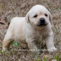 Kenna, a female Labrador Retriever for sale in Bowersville, GA – Photo 7 of 7