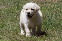 Kenna, a female Labrador Retriever for sale in Bowersville, GA – Photo 2 of 10