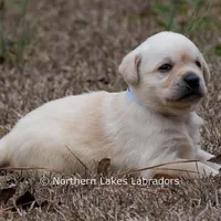 Kenna, a female Labrador Retriever for sale in Bowersville, GA – Photo 4 of 7
