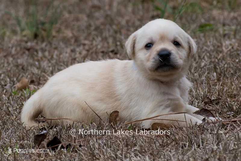 Kenna – Labrador Retriever puppy for sale in Bowersville, GA
