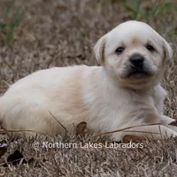 Kenna, a female Labrador Retriever for sale in Bowersville, GA – Photo 1 of 7