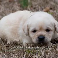 Kenna, a female Labrador Retriever for sale in Bowersville, GA – Photo 2 of 7