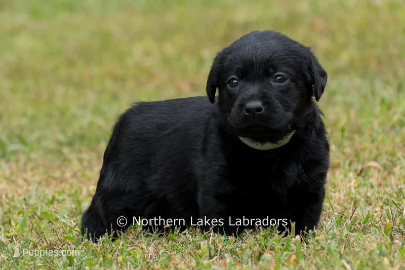 Nikki – Labrador Retriever puppy for sale in Bowersville, GA